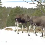 Kamp alanı Batsto Elga