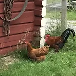 Batsto Kamp alanı *