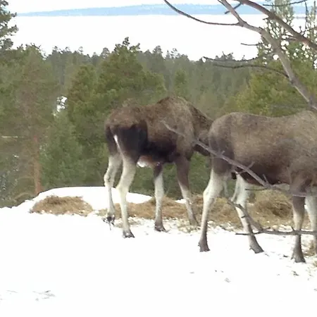 Кемпинг Batsto Elga