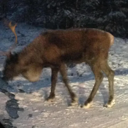 Batsto Кемпинг