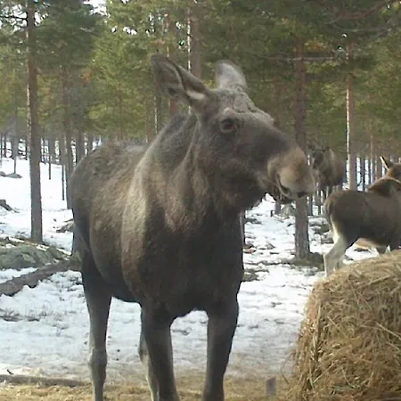 Batsto אתר קמפינג *